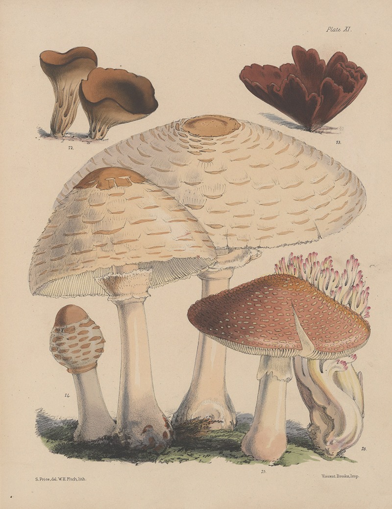Sarah Price - Illustrations of the fungi of our fields and woods Pl.11