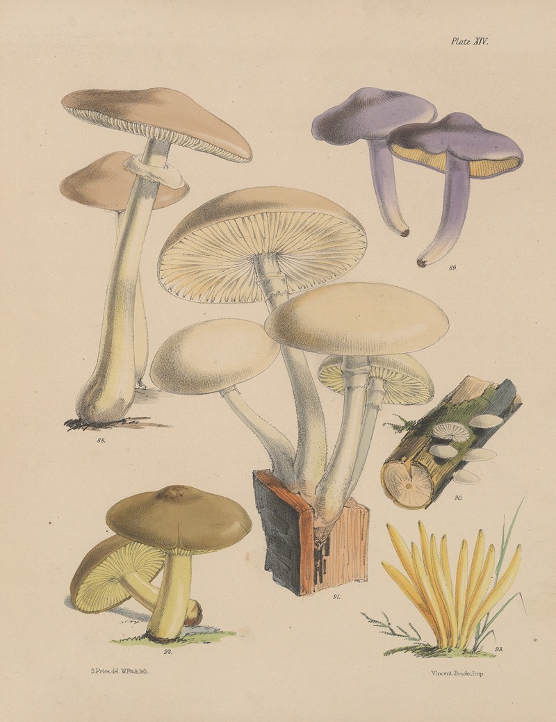 Sarah Price - Illustrations of the fungi of our fields and woods Pl.14