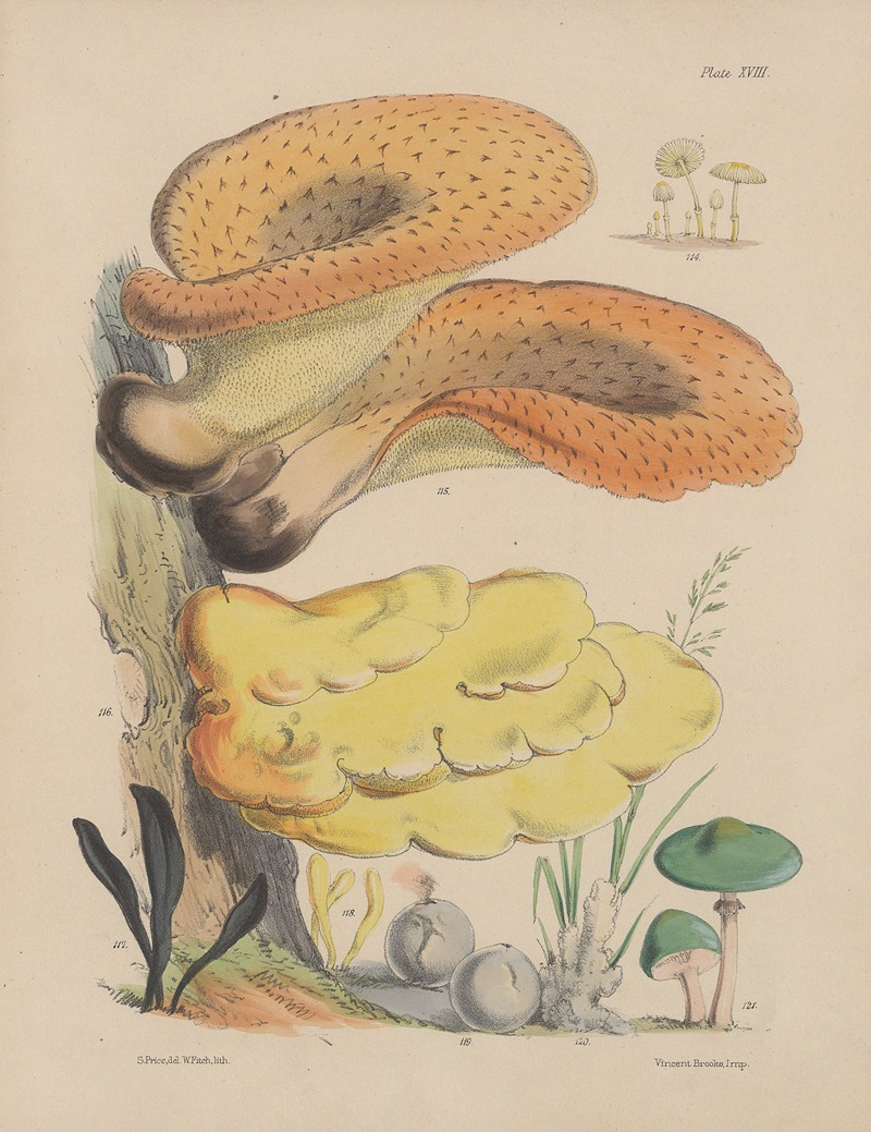 Sarah Price - Illustrations of the fungi of our fields and woods Pl.18