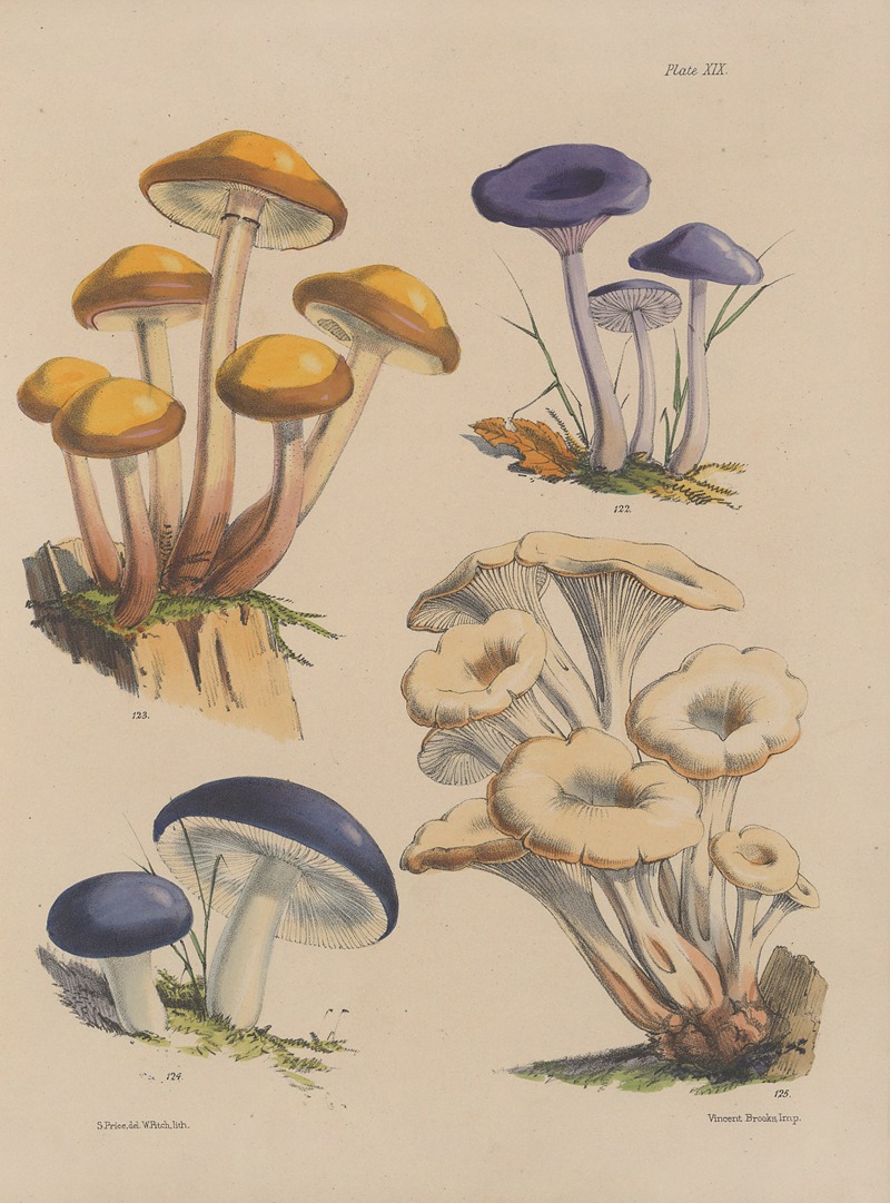 Sarah Price - Illustrations of the fungi of our fields and woods Pl.19