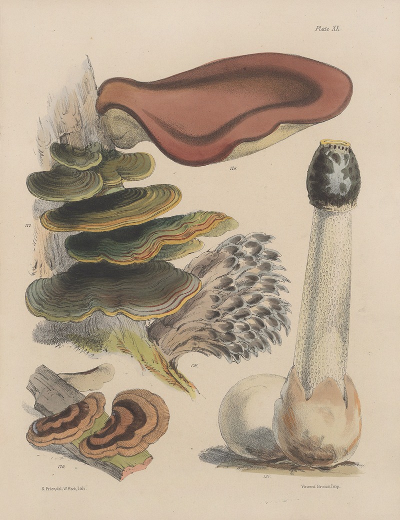 Sarah Price - Illustrations of the fungi of our fields and woods Pl.20