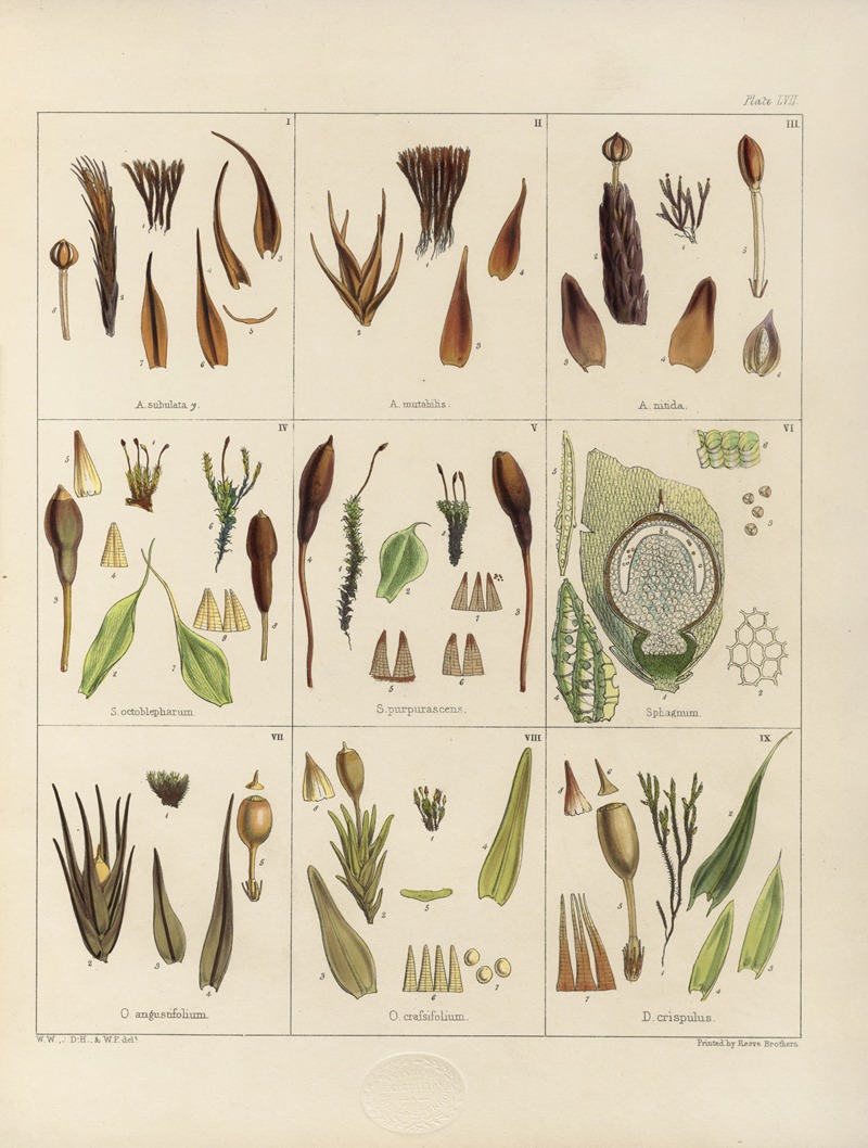 Walter Hood Fitch - Cryptogamic botany of the Antarctic voyage of H.M. Discovery ships Erebus and Terror in the years 1839 Pl.01