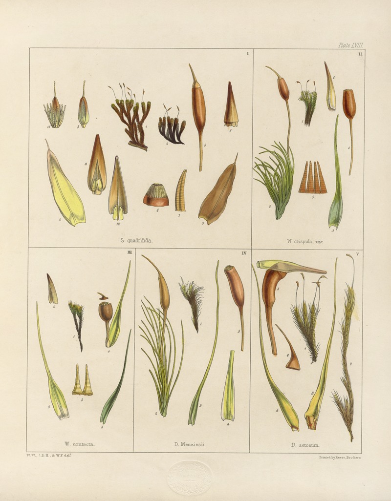 Walter Hood Fitch - Cryptogamic botany of the Antarctic voyage of H.M. Discovery ships Erebus and Terror in the years 1839 Pl.02