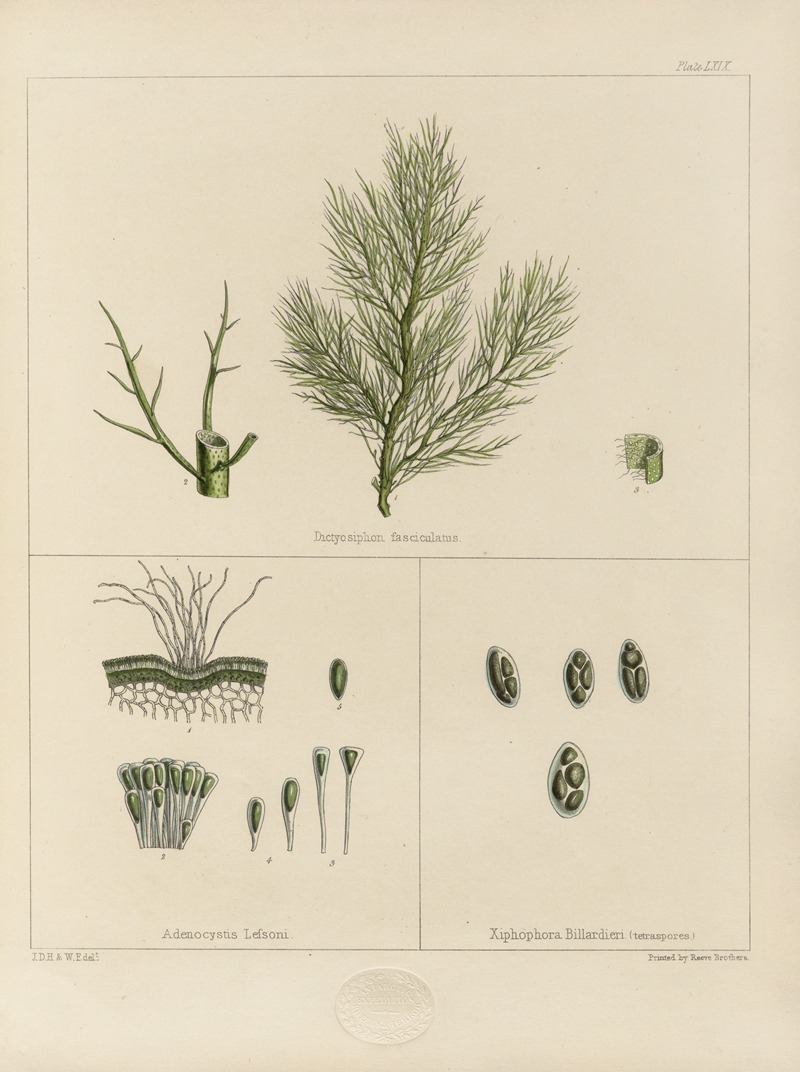 Walter Hood Fitch - Cryptogamic botany of the Antarctic voyage of H.M. Discovery ships Erebus and Terror in the years 1839 Pl.13