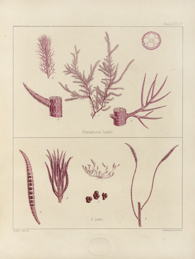 Walter Hood Fitch - Cryptogamic botany of the Antarctic voyage of H.M. Discovery ships Erebus and Terror in the years 1839 Pl.18