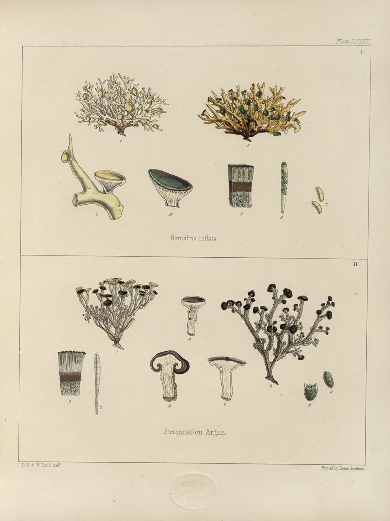 Walter Hood Fitch - Cryptogamic botany of the Antarctic voyage of H.M. Discovery ships Erebus and Terror in the years 1839 Pl.23