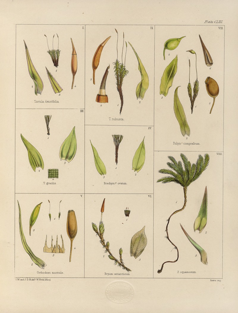 Walter Hood Fitch - Cryptogamic botany of the Antarctic voyage of H.M. Discovery ships Erebus and Terror in the years 1839 Pl.27