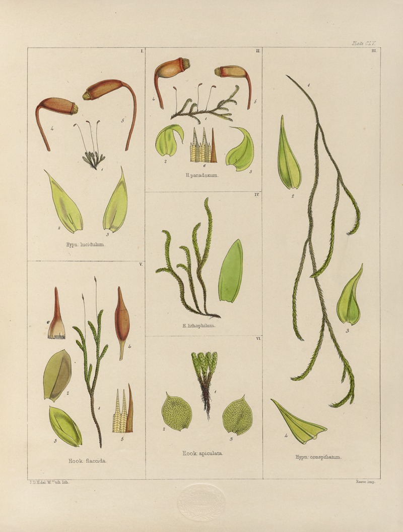 Walter Hood Fitch - Cryptogamic botany of the Antarctic voyage of H.M. Discovery ships Erebus and Terror in the years 1839 Pl.29