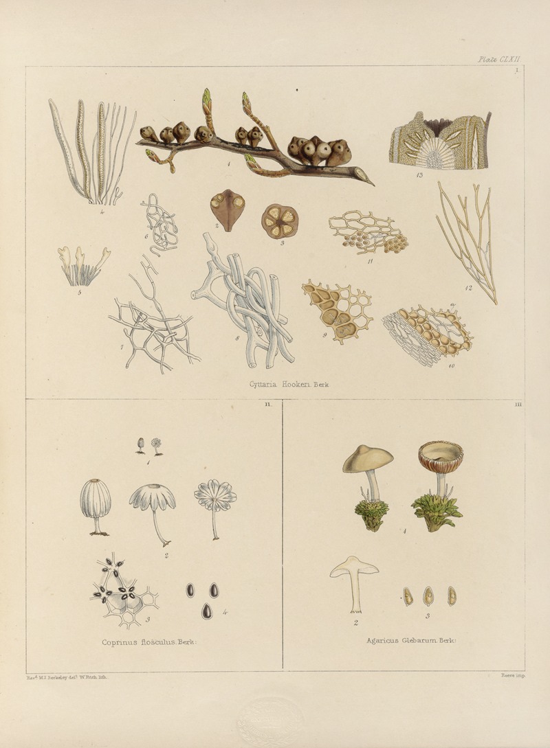 Walter Hood Fitch - Cryptogamic botany of the Antarctic voyage of H.M. Discovery ships Erebus and Terror in the years 1839 Pl.36