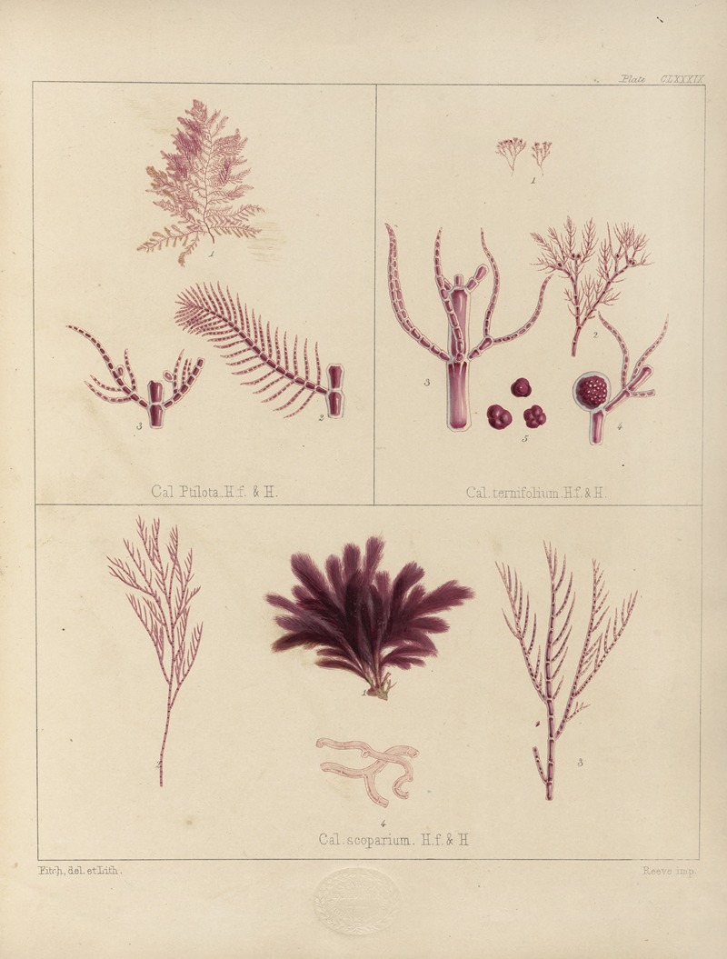 Walter Hood Fitch - Cryptogamic botany of the Antarctic voyage of H.M. Discovery ships Erebus and Terror in the years 1839 Pl.59