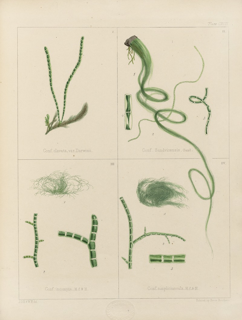 Walter Hood Fitch - Cryptogamic botany of the Antarctic voyage of H.M. Discovery ships Erebus and Terror in the years 1839 Pl.62