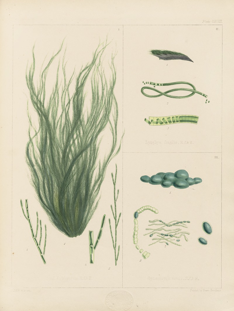 Cryptogamic botany of the Antarctic voyage of H.M. Discovery ships ...