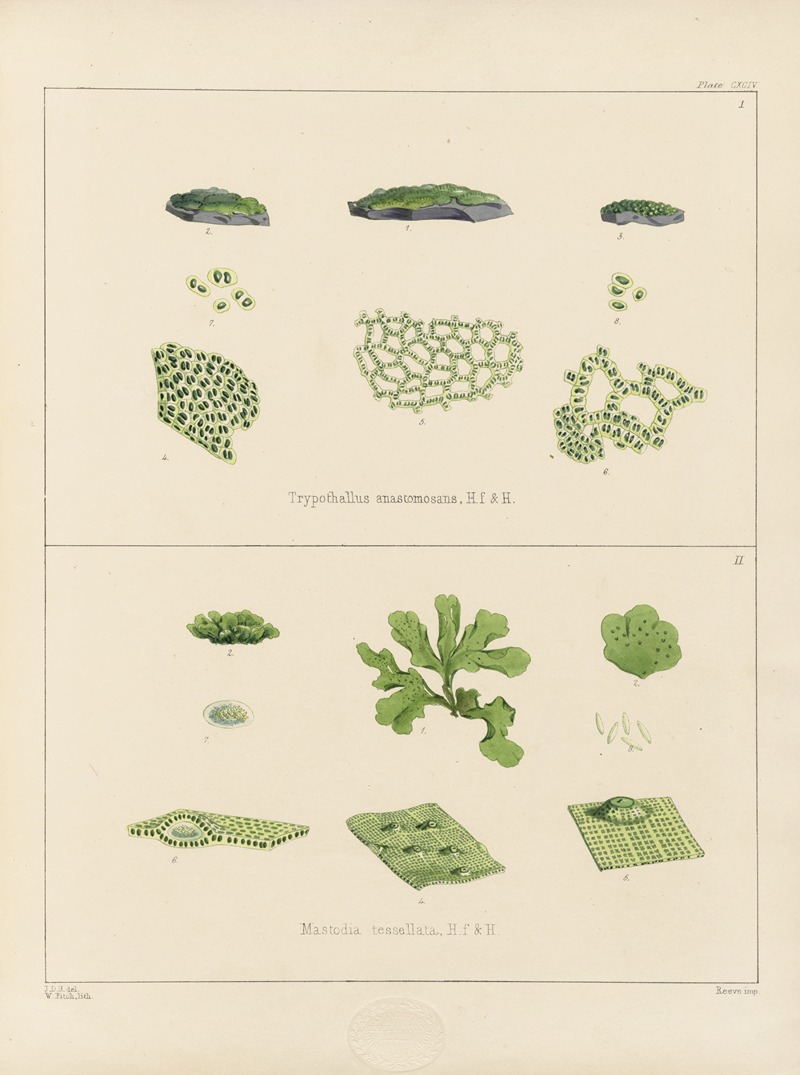 Walter Hood Fitch - Cryptogamic botany of the Antarctic voyage of H.M. Discovery ships Erebus and Terror in the years 1839 Pl.64