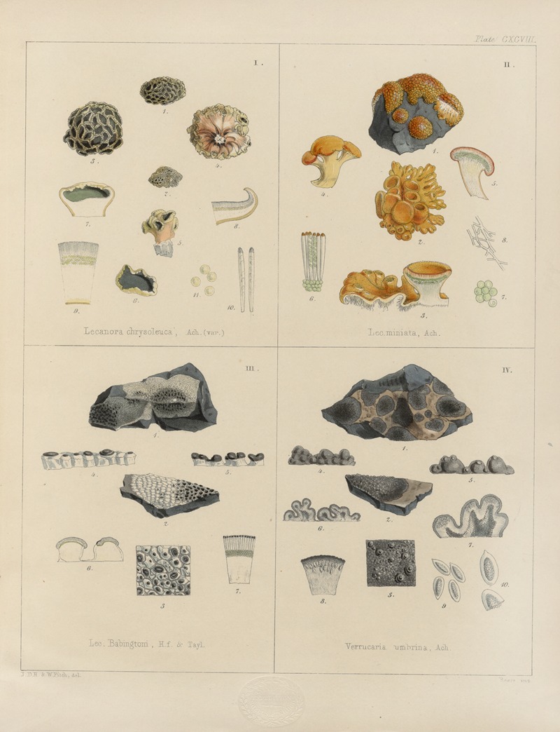 Walter Hood Fitch - Cryptogamic botany of the Antarctic voyage of H.M. Discovery ships Erebus and Terror in the years 1839 Pl.68