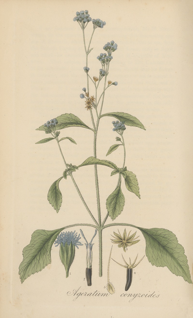 William Jackson Hooker - Ageratum conyzoides