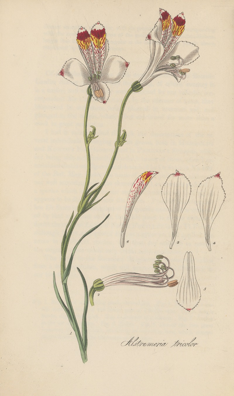 William Jackson Hooker - Alstroemeria tricolor