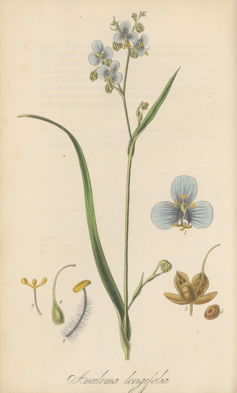 William Jackson Hooker - Aneilema longifolia