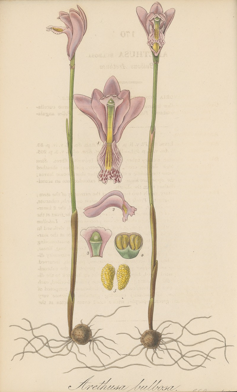 William Jackson Hooker - Arethusa bulbosa