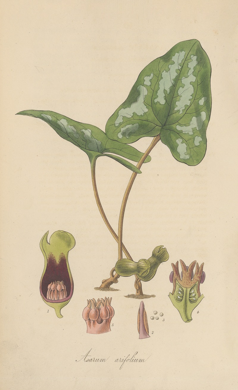 William Jackson Hooker - Asarum arifolium