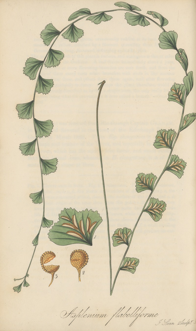 William Jackson Hooker - Asplenium flabelliforme