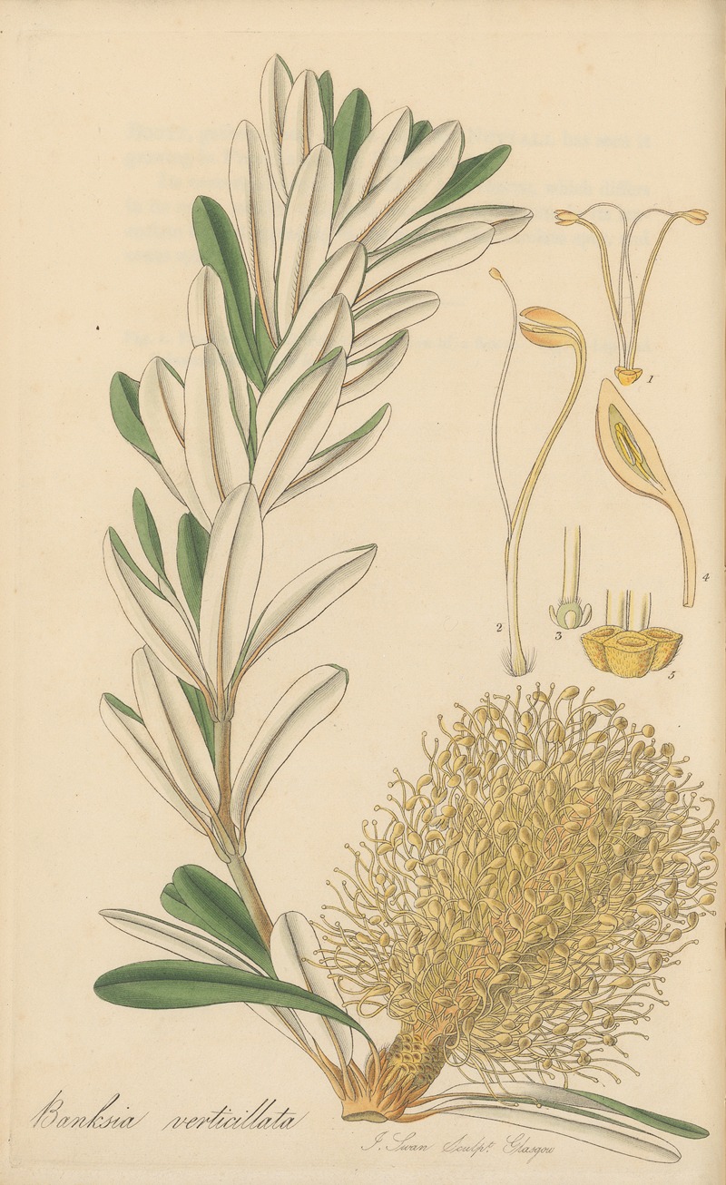 William Jackson Hooker - Banksia verticillata