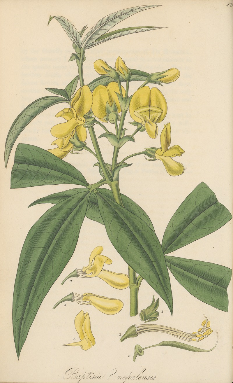 William Jackson Hooker - Baptisia nepalensis