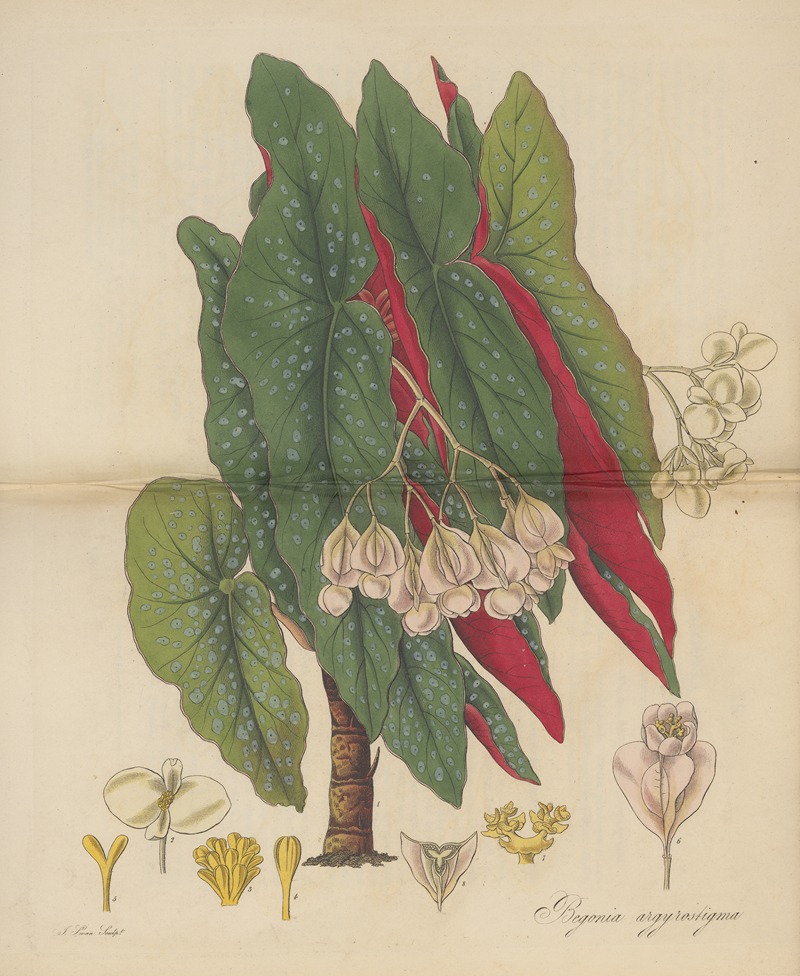 William Jackson Hooker - Begonia argyrostigma