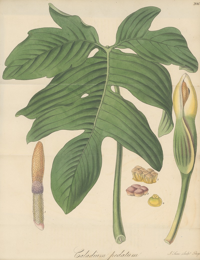 William Jackson Hooker - Caladium pedatum