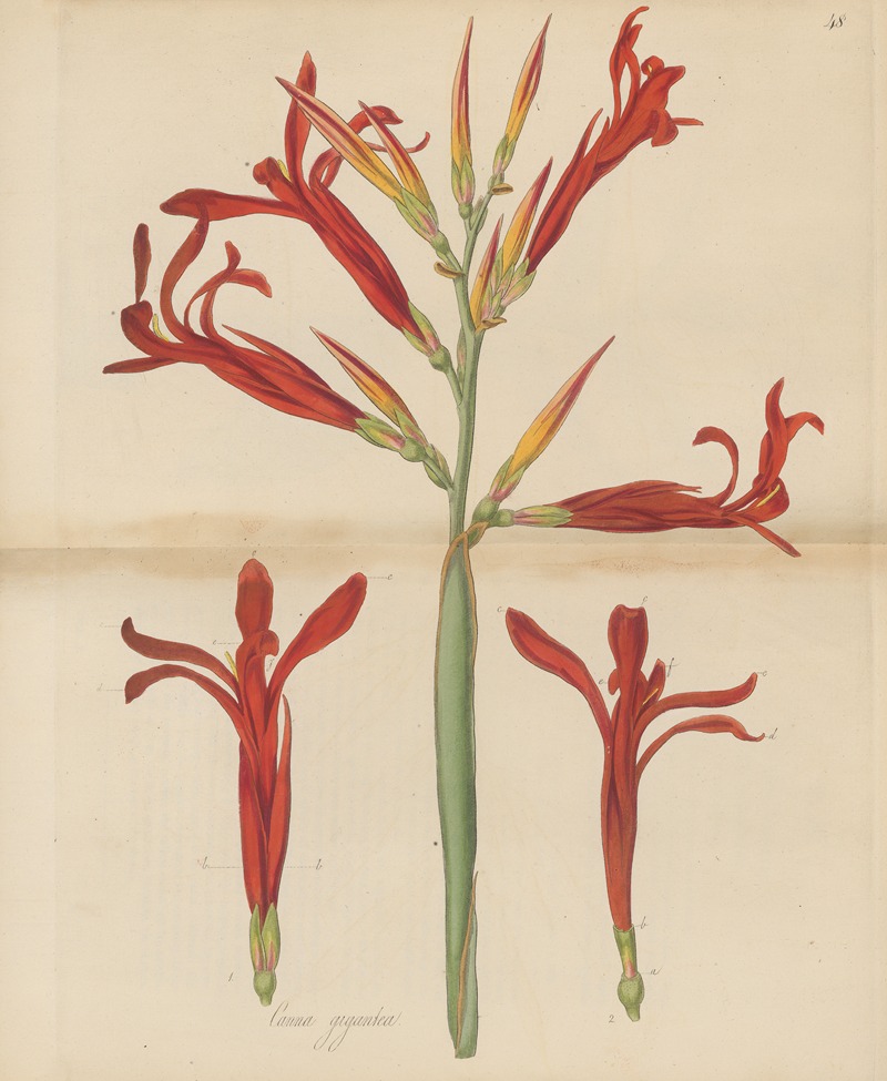 William Jackson Hooker - Canna gigantea.