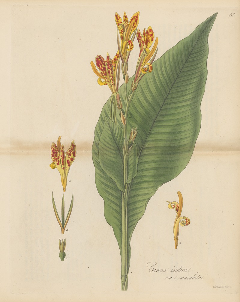 William Jackson Hooker - Canna indica var. maculata