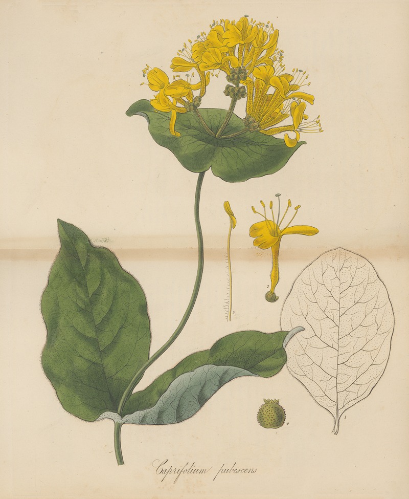 William Jackson Hooker - Caprifolium pubescens