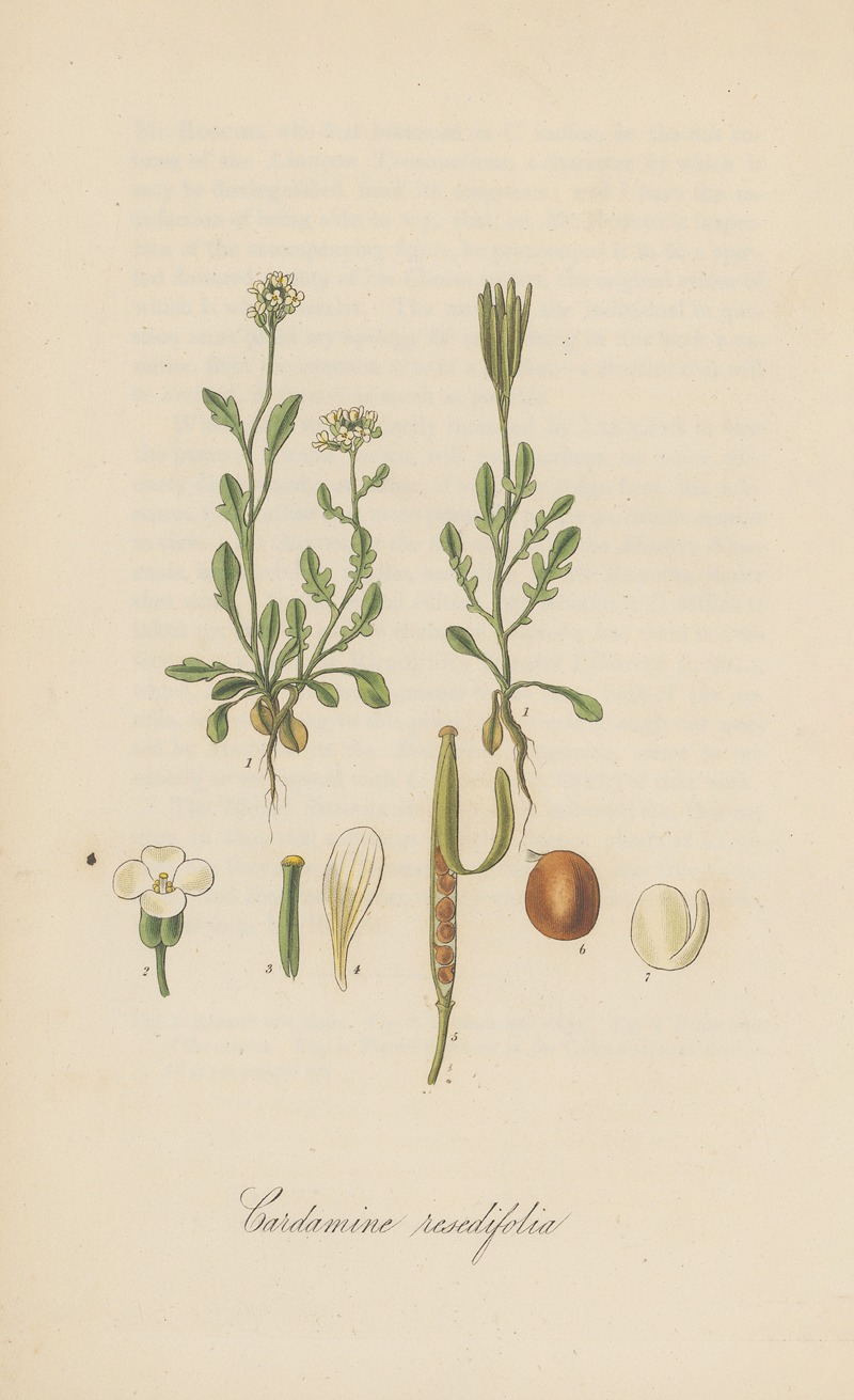 Cardamine resedifolia by William Jackson Hooker - Artvee