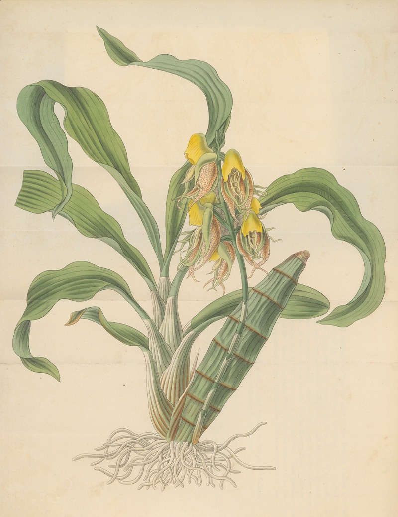 William Jackson Hooker - Catasetum tridentatum