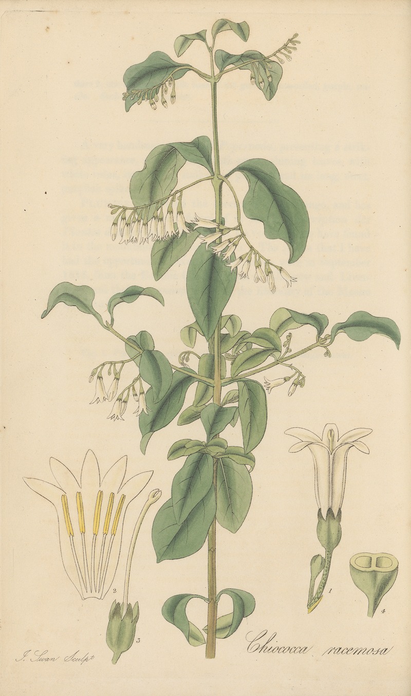 William Jackson Hooker - Chiococca racemosa