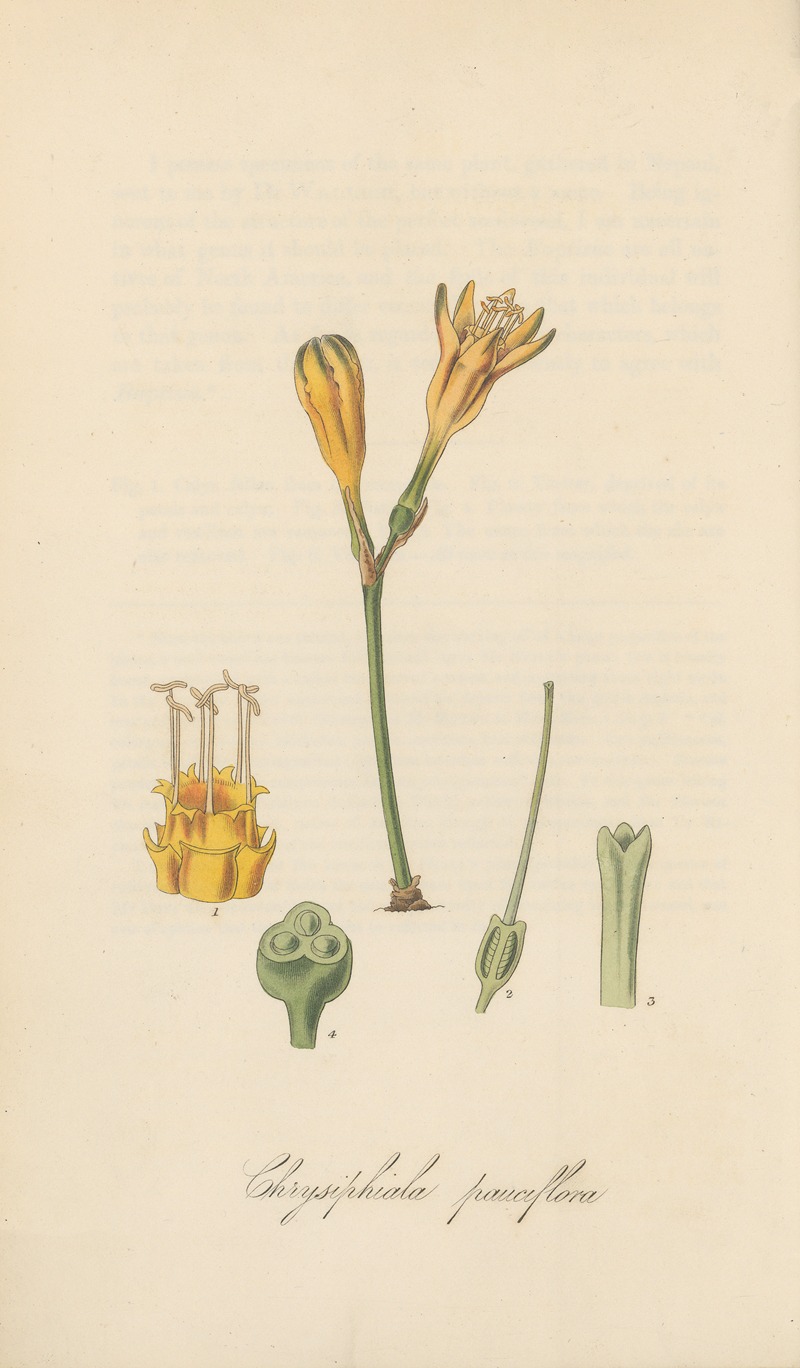 William Jackson Hooker - Chrysiphiala pauciflora