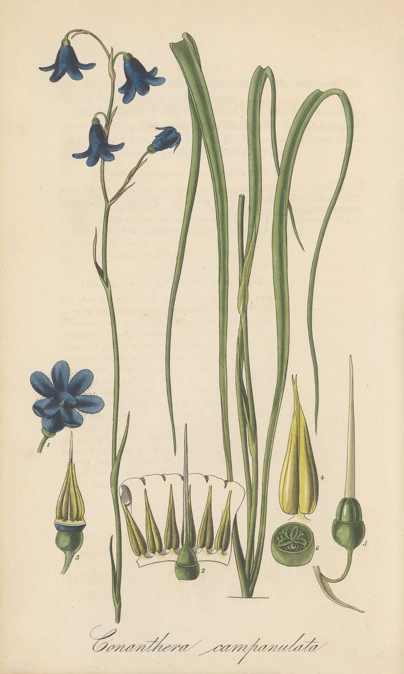 William Jackson Hooker - Conanthera campanulata