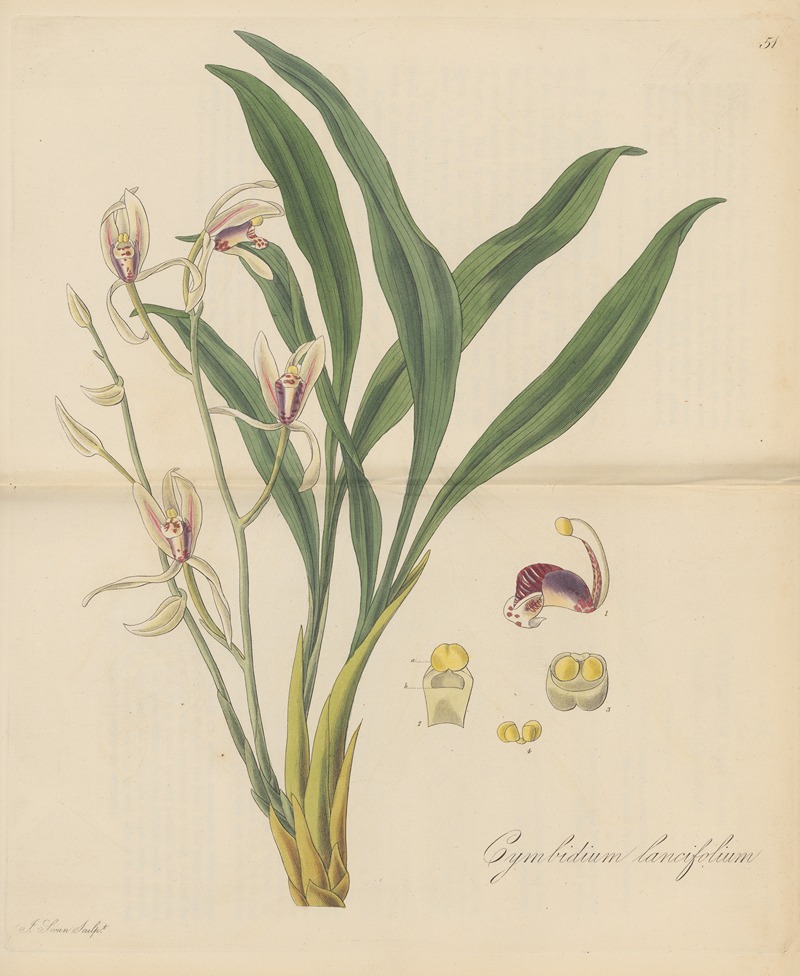 William Jackson Hooker - Cymbidium lancifolium