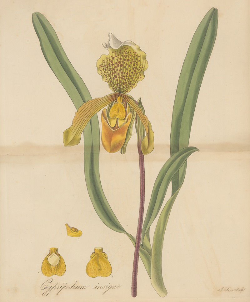 William Jackson Hooker - Cypripedium insigne