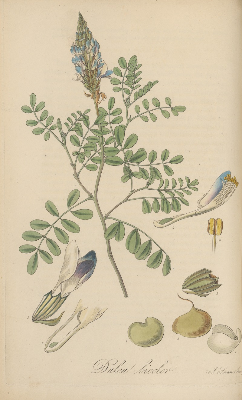 William Jackson Hooker - Dalea bicolor