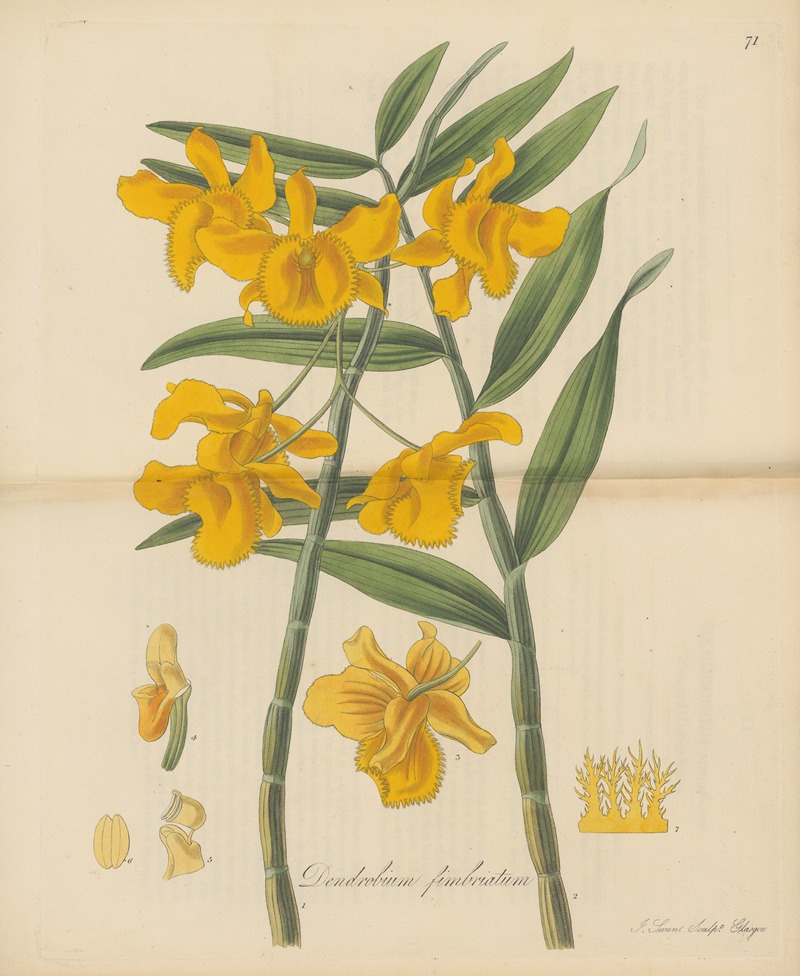 William Jackson Hooker - Dendrobium fimbriatum