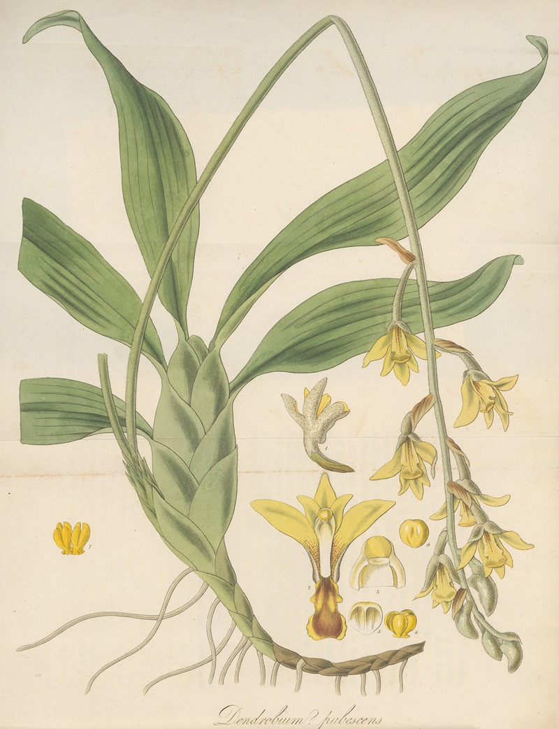 William Jackson Hooker - Dendrobium pubescens
