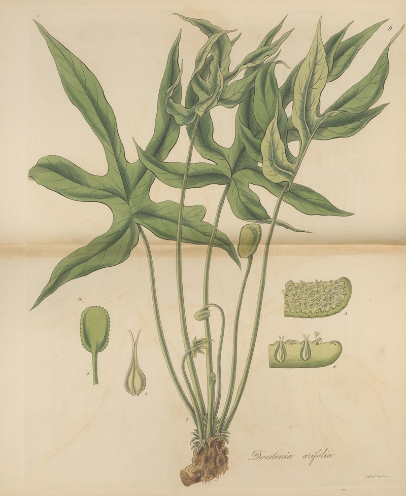 William Jackson Hooker - Dorstenia arifolia