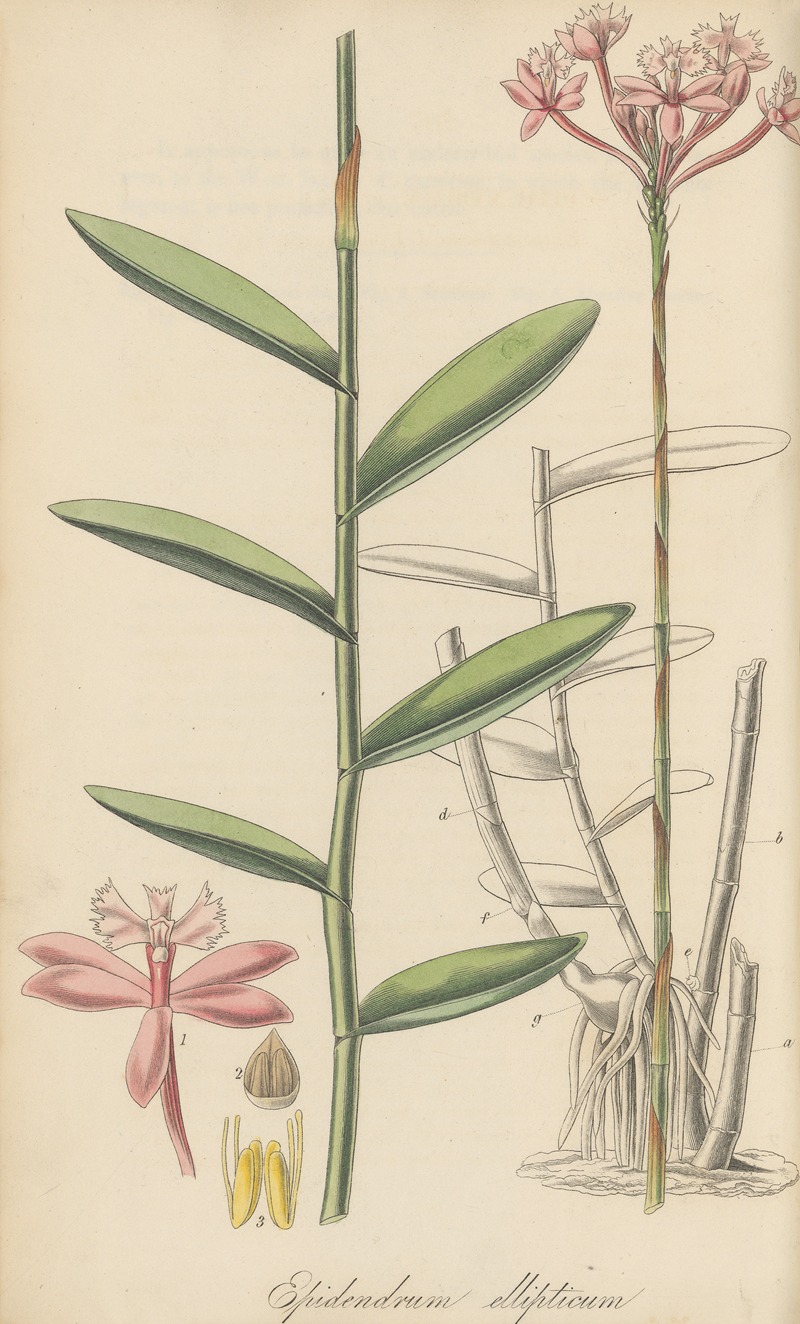 William Jackson Hooker - Epidendrum ellipticum