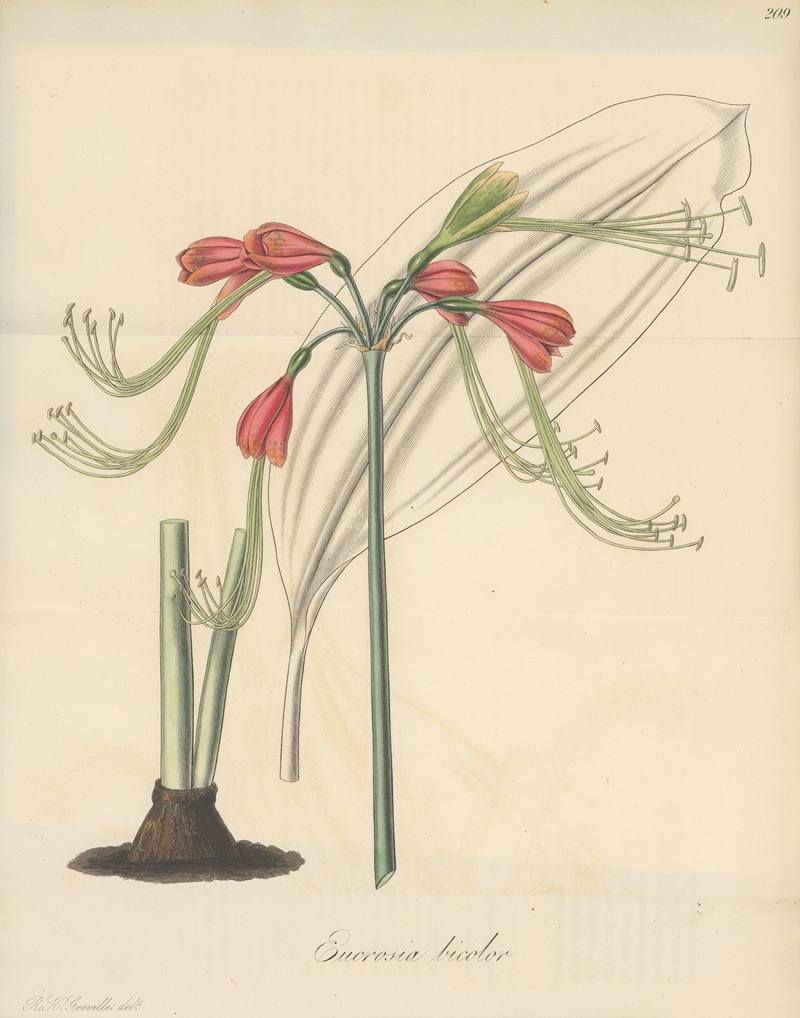 William Jackson Hooker - Eucrosia bicolor
