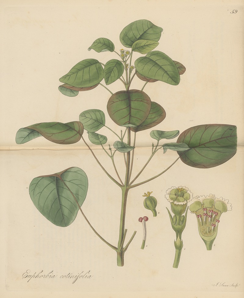 William Jackson Hooker - Euphorbia cotinifolia