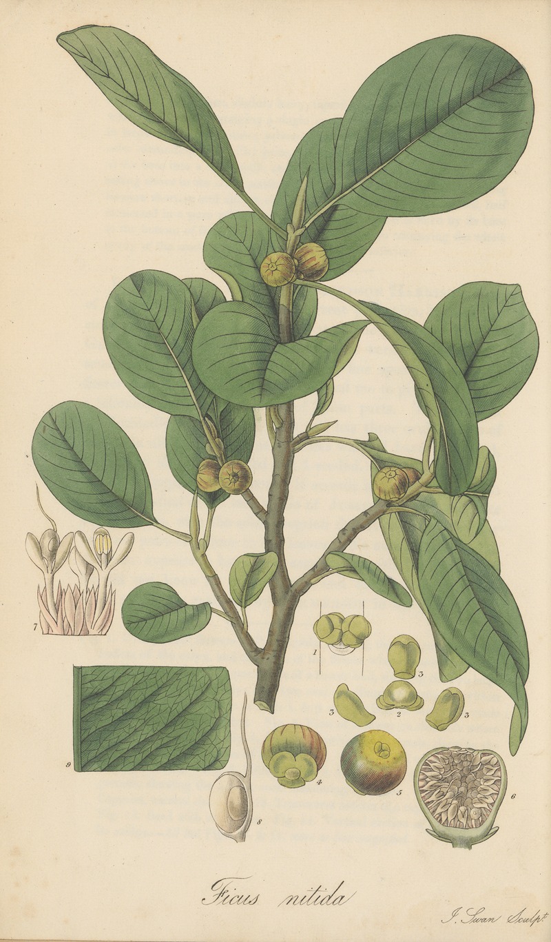 William Jackson Hooker - Ficus nitida