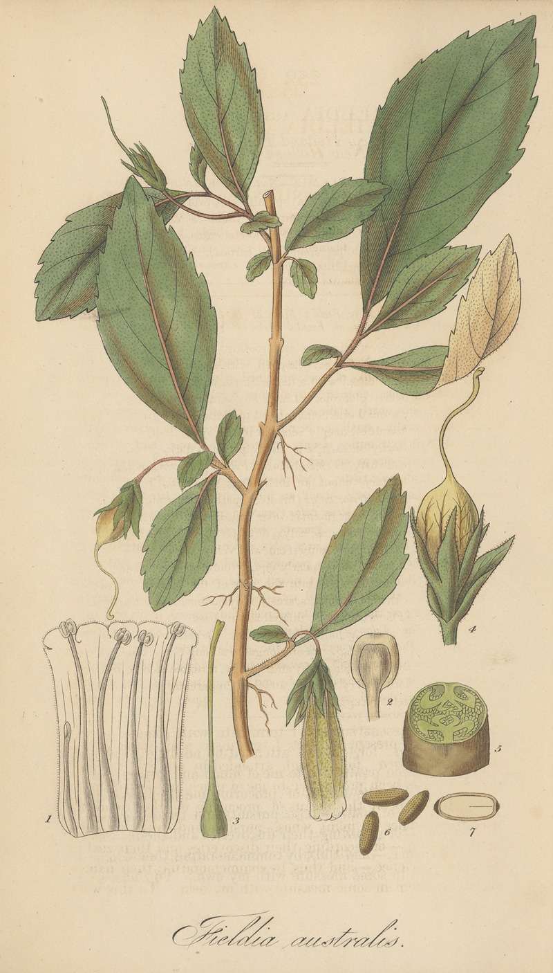 William Jackson Hooker - Fieldia australis