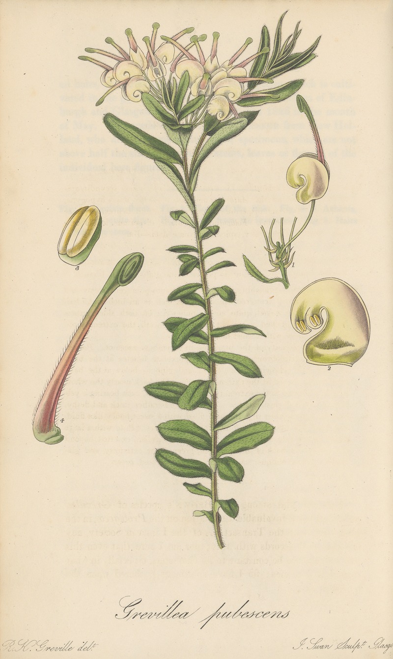 William Jackson Hooker - Grevillea pubescens