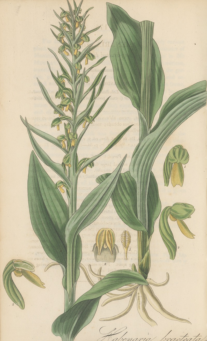 William Jackson Hooker - Habenaria bracteata