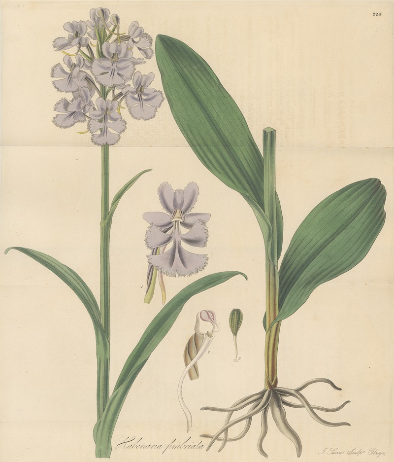 William Jackson Hooker - Habenaria fimbriata